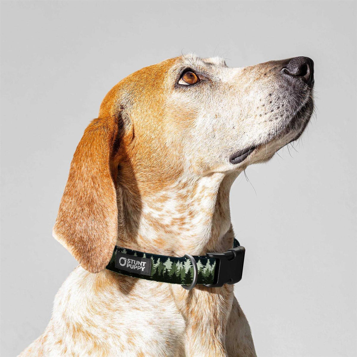 Pines Collar I84182