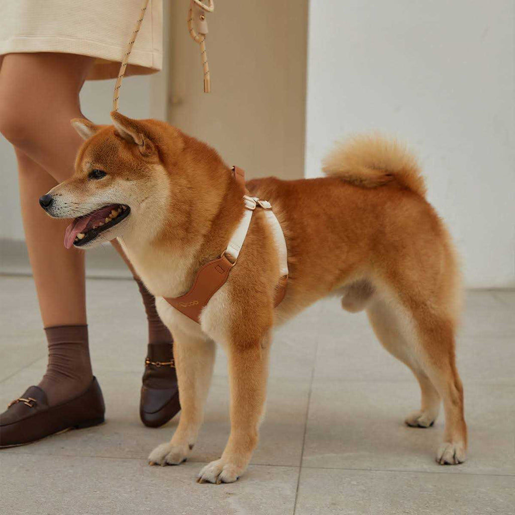 Pet Harness and Leash Set L50727